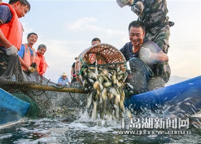 500余万尾鲢鳙老口鱼种投放千岛湖